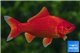 Poisson rouge premium femelle 20-21 cm WYSIWYG acclimaté