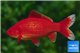 Poisson rouge premium femelle 20-21 cm WYSIWYG acclimaté