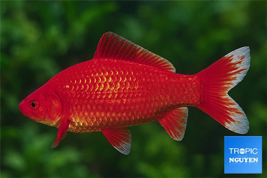 Poisson rouge premium femelle 20-21 cm WYSIWYG acclimaté