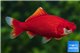 Poisson rouge premium femelle 14-15 cm WYSIWYG acclimaté
