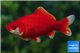 Poisson rouge premium femelle 14-15 cm WYSIWYG acclimaté