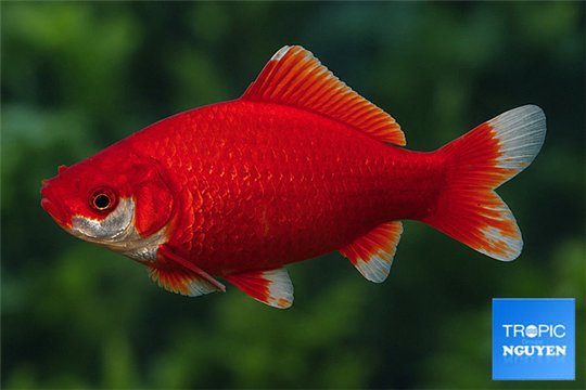 Poisson rouge premium femelle 14-15 cm WYSIWYG acclimaté