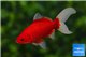 Poisson rouge comet premium femelle 18-20 cm WYSIWYG acclimaté