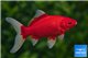 Poisson rouge comet premium femelle 18-20 cm WYSIWYG acclimaté