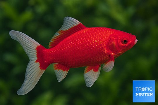 Poisson rouge comet premium femelle 18-20 cm WYSIWYG acclimaté