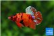 Betta koi nemo mâle 4-5 cm WYSIWYG acclimaté