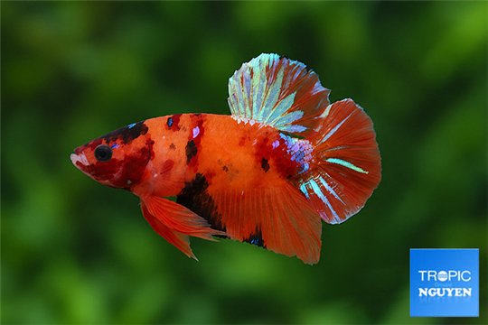 Betta koi nemo mâle 4-5 cm WYSIWYG acclimaté