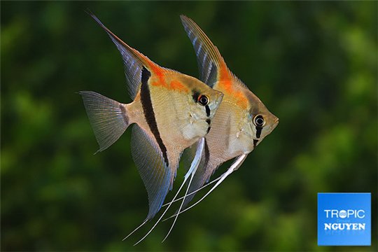 Scalaire Manacapuru Red Back 6-7,5 cm pair WYSIWYG acclimaté