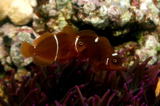 Premnas Biaculeatus elevage - 2-2,5