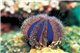 Oursin Mespilia globulus S