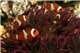 Amphiprion ocellaris élevage 2,5-2,9 cm