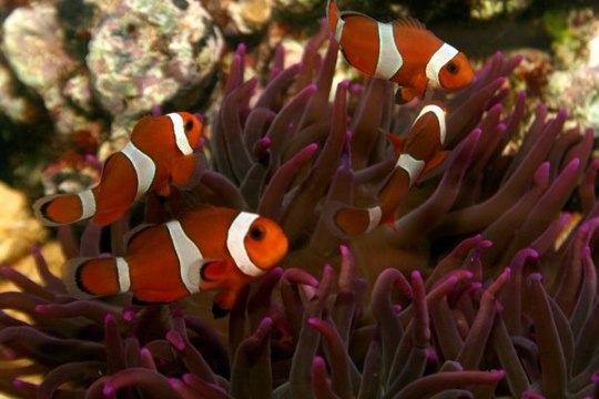 Amphiprion ocellaris élevage 2,5-2,9 cm