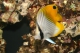 Chaetodon Auriga - ML