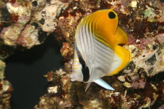 Chaetodon Auriga - ML