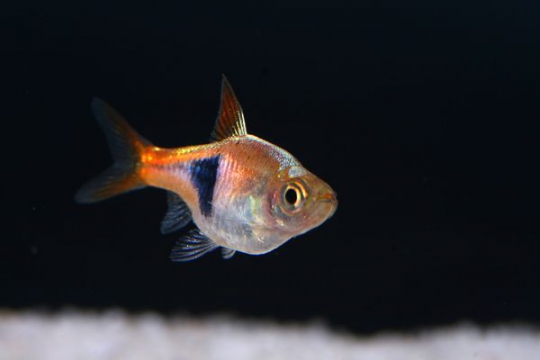 Rasbora heteromorpha (Trigonostigma) - SM