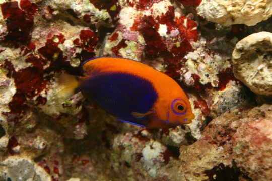 Centropyge Acanthops