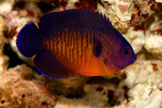 Centropyge Bispinosus - L