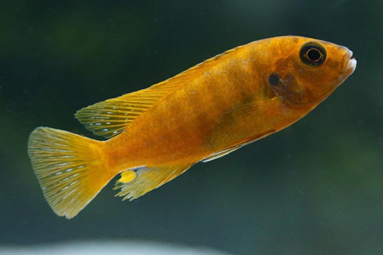 Iodotropheus sprengeri 5-6 cm