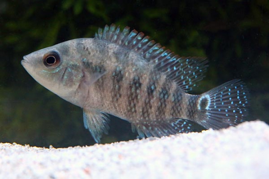 Mesoheros festae (Cichlasoma) 4-5.