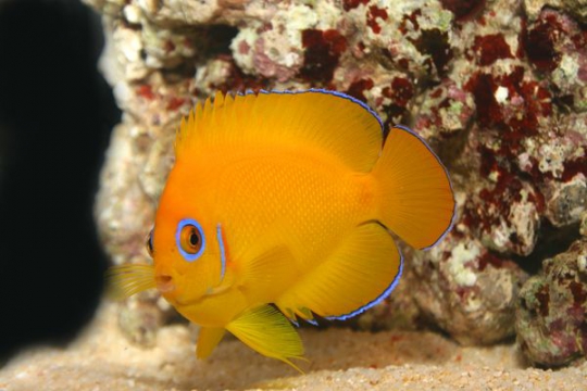 Centropyge Flavissimus
