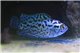Rocio octofasciata " Blue Dempsey" 4-5.