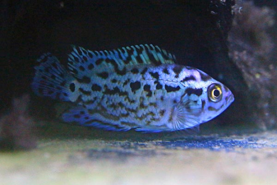 Rocio octofasciata " Blue Dempsey" 4-5.