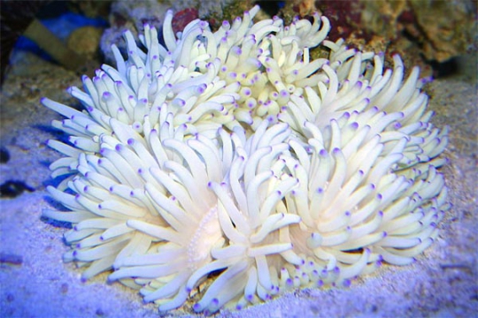 Radianthus Malu Blanche - L