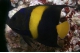 Pomacanthus Asfur - 8-12 