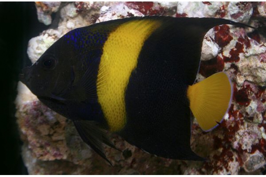 Pomacanthus Asfur - 8-12 