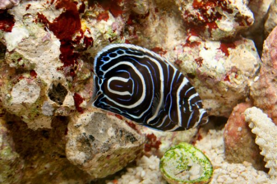 Pomacanthus Imperator - 4-6