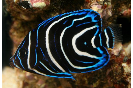 Pomacanthus Semicirculatus - 4-6 