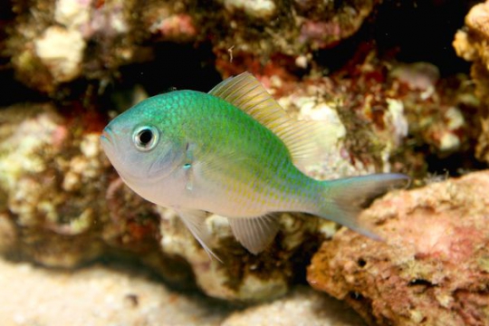 Chromis Viridis - M