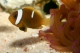 Amphiprion Melanopus elevage - 3-3,5