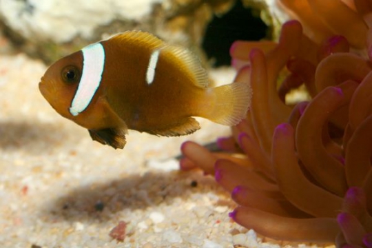 Amphiprion Melanopus elevage - 3-3,5