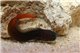 Ecsenius Bicolor 