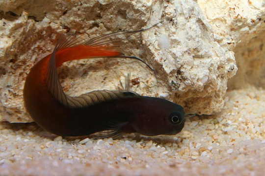 Ecsenius Bicolor 