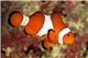 Amphiprion Ocellaris elevage - 4,0-5,5