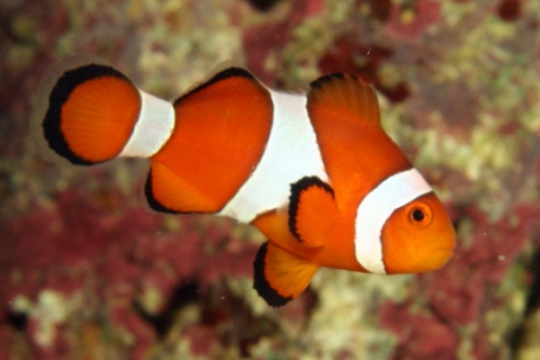 Amphiprion ocellaris élevage 4,1-5 cm