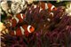 Amphiprion Ocellaris elevage - 3-4