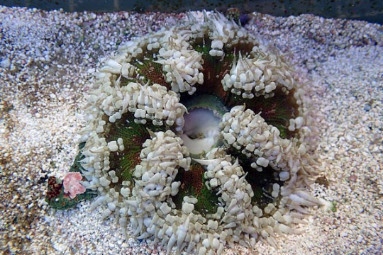 Anemone Epicystis crucifer 4-6 
