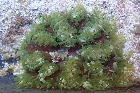 Anemone Epicystis crucifer verte 5-8 