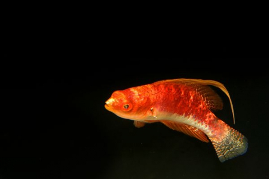 Cirrhilabrus Filamentosus