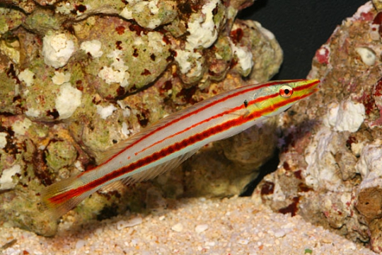 Hologymnosus doliatus 