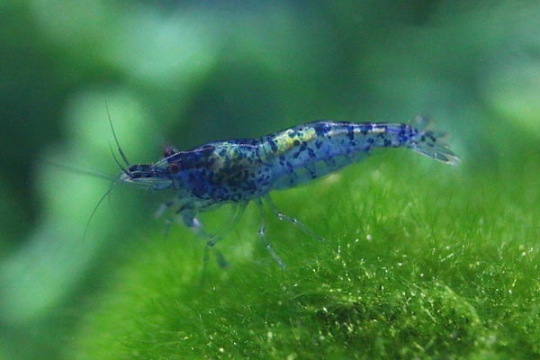 Crevette Neocaridina davidi blue velvet 1-1,5