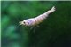 Crevette Caridina logemanni snow white 1-1,5.