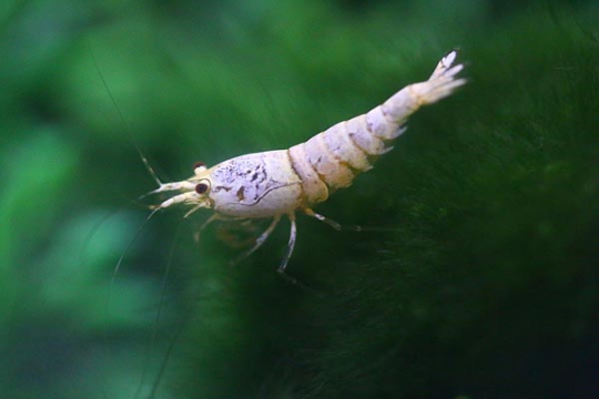 Crevette Caridina logemanni snow white 1-1,5.