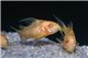 Corydoras paléatus doré - M