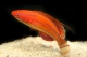 parachelinius mccoskeri mâle