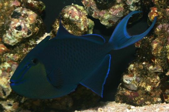 Odonus Niger - XL
