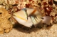 Rhinécanthus Aculeatus - M